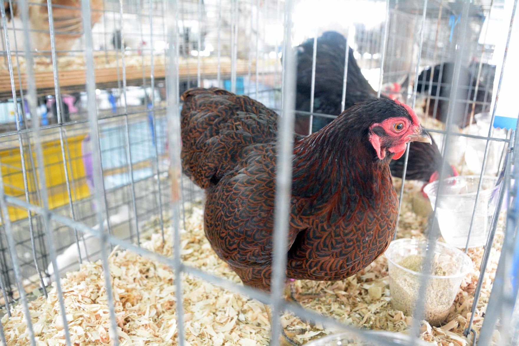 Thursday at the 2021 Sauk County Fair